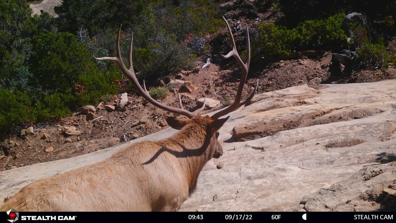 Elk Rut Action!!! - Bull chasing cow and calf