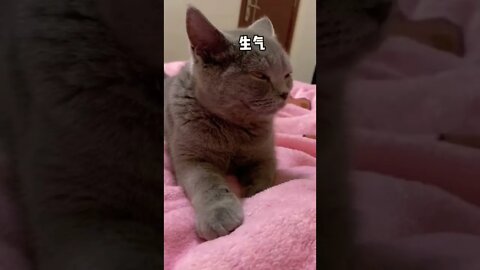 Cute Cat why made of || 😇🤔#shorts #shortsfeed #youtubepets_&_animals