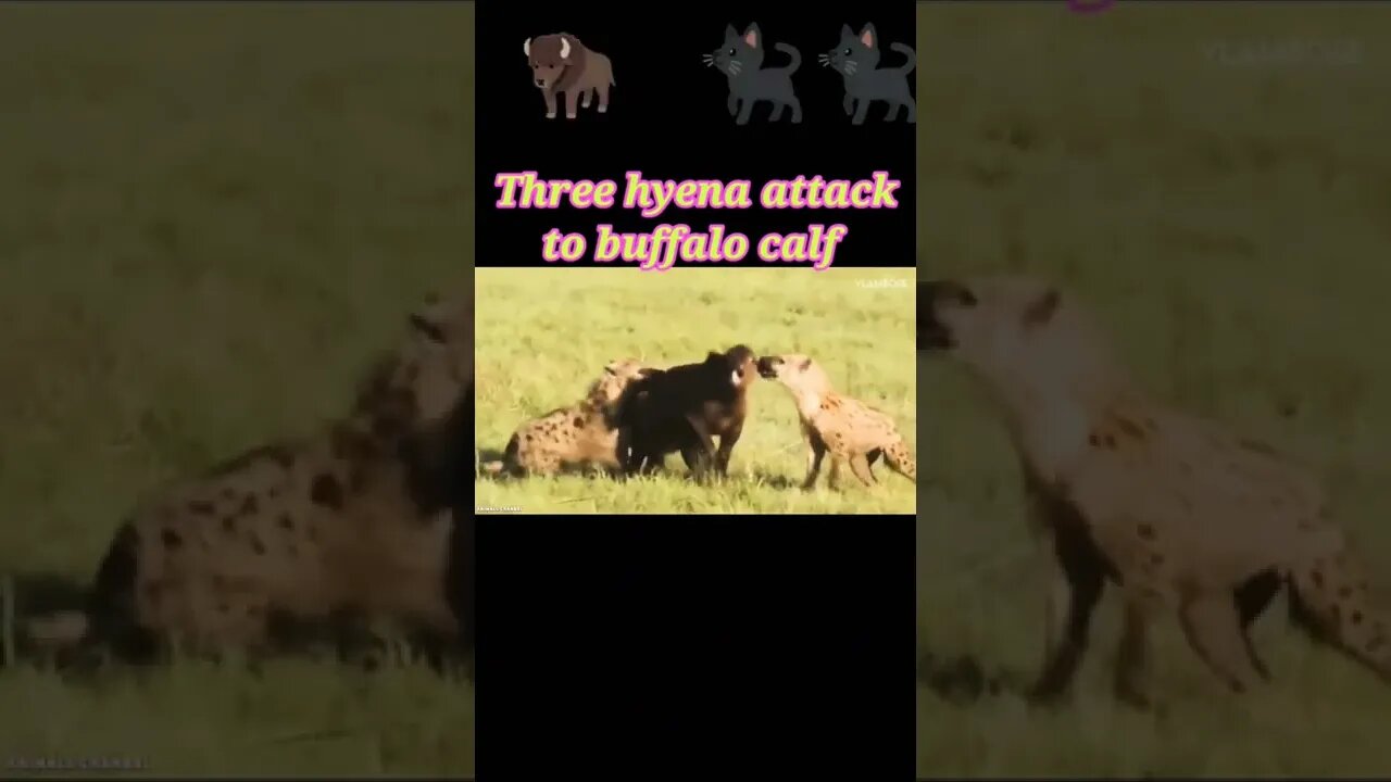 Three hyena attack to buffalo calf 2022 #youtubeshorts #shorts