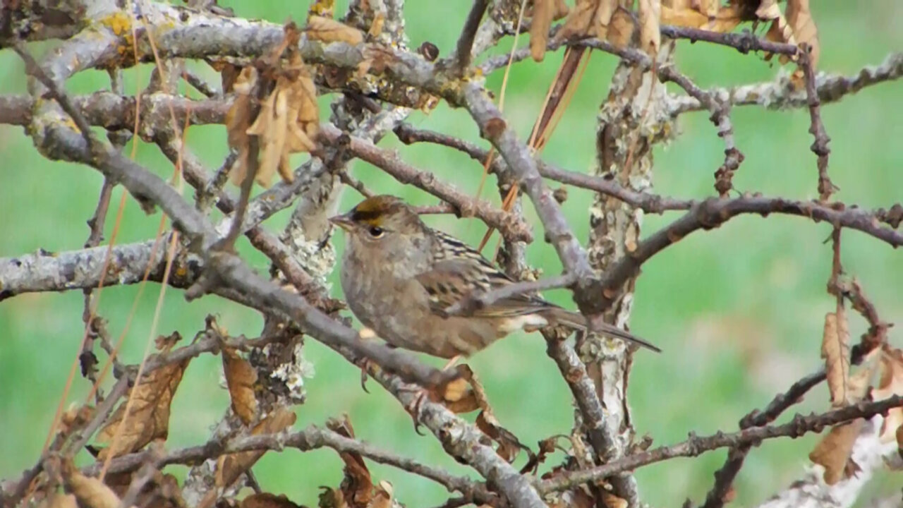 Golden-crowned Sparrow