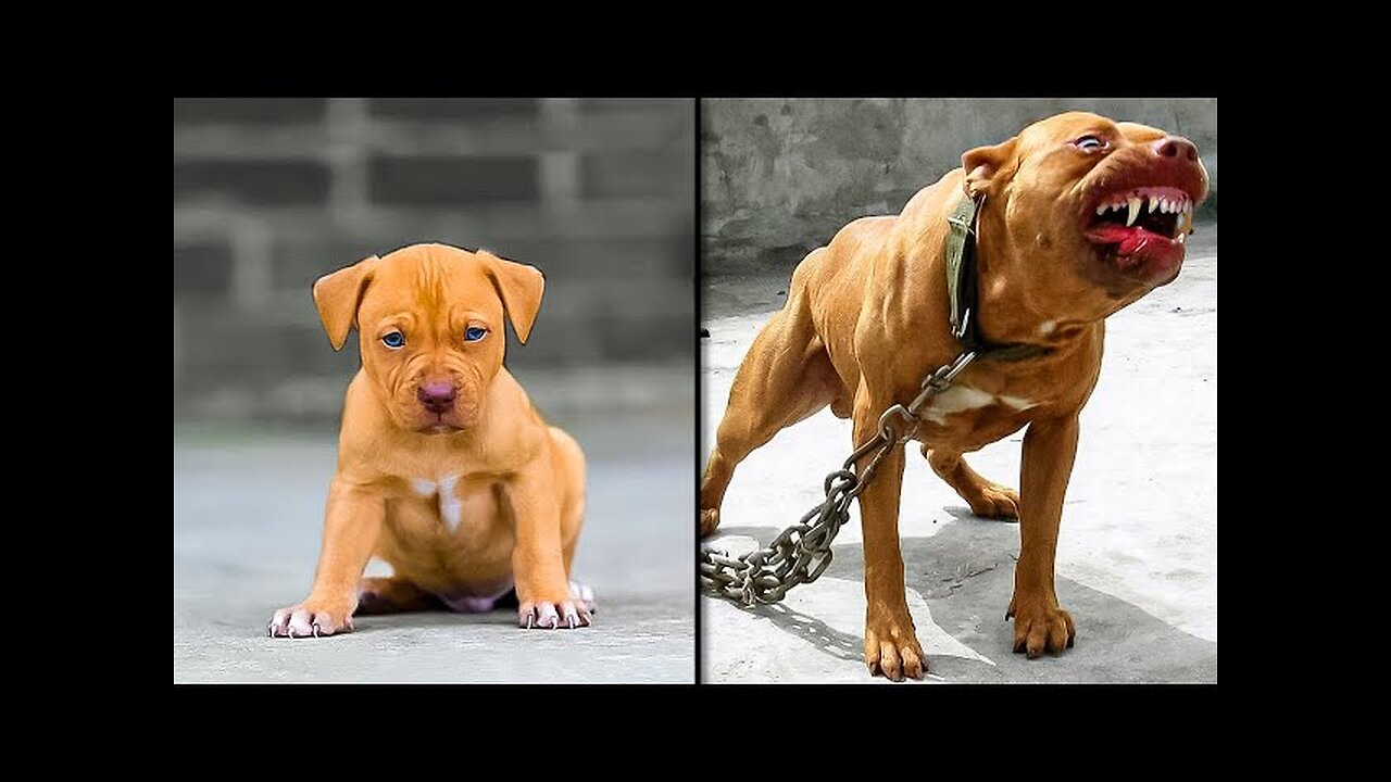 Before & After Animals Growing Up. Incredible Animal Transformations