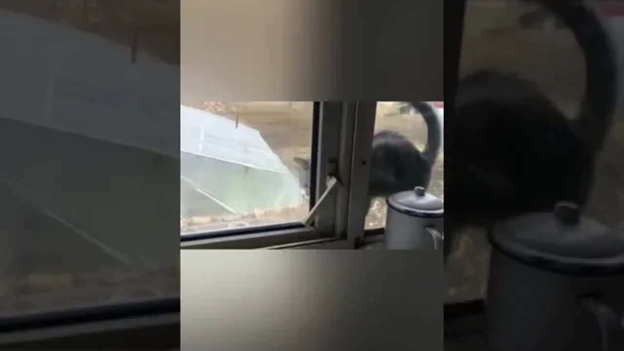cute cat videos 😹 funny videos 😂1834