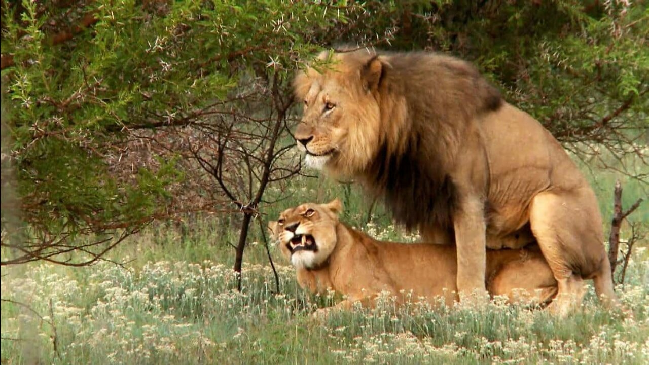 Lions Mating