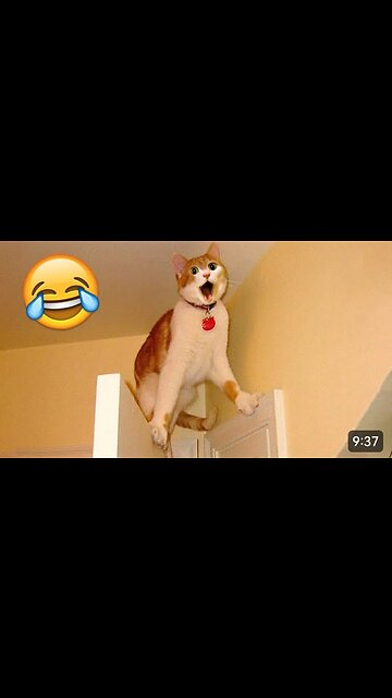 Paws and Play | The Internet's Funniest Cat Moments