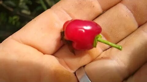 frutíferas produzindo em vaso Sabará grumixima cereja do Rio grande cajá dovialis jabutica goiaba...