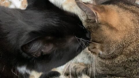 CAT SMOOCHES HIS BEST MEOW-FRIEND - A PURR-FECT KISS