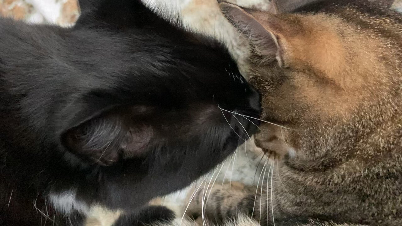 CAT SMOOCHES HIS BEST MEOW-FRIEND - A PURR-FECT KISS