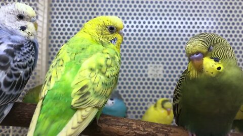 Several budgies are sitting on a perch in a pet store