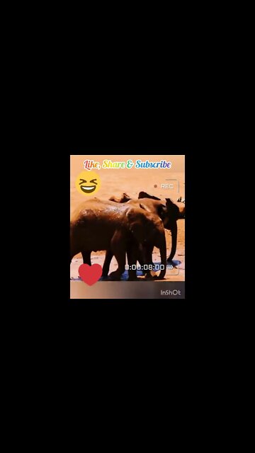 Baby Elephants Funny Fight