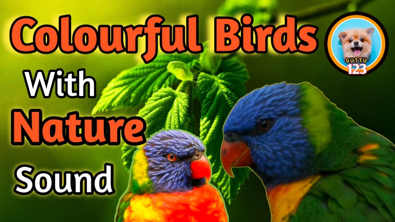 Colorful Birds with clalming Nature sound