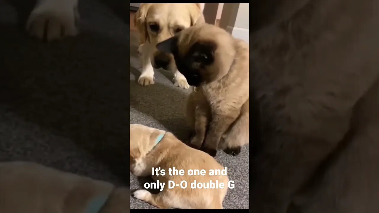 It's the one and only D-O double G #shorts