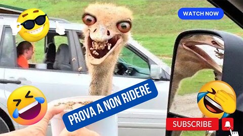 🤭😂🤣 Animali divertenti per bambini e adulti | prova a non ridere 🤭😂🤣