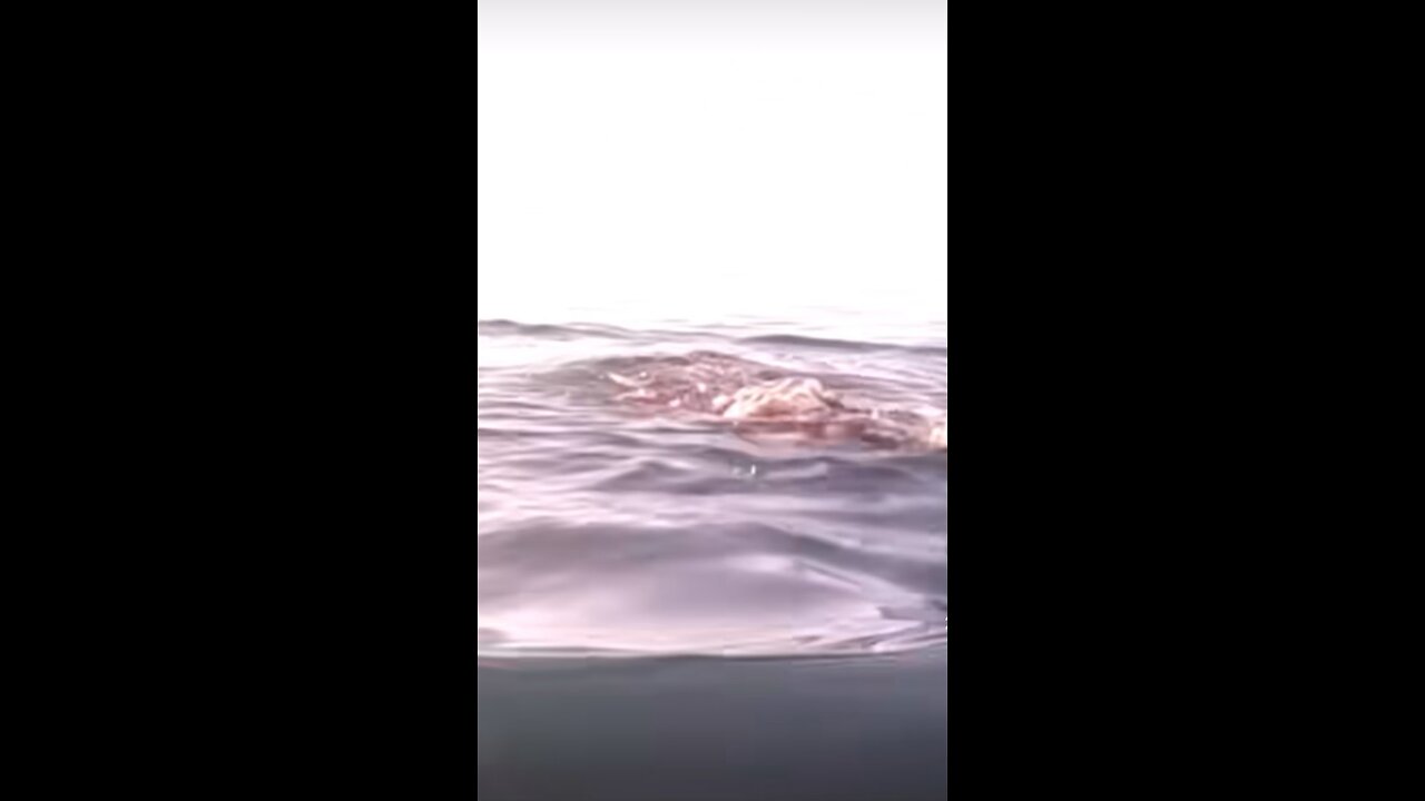 Shark