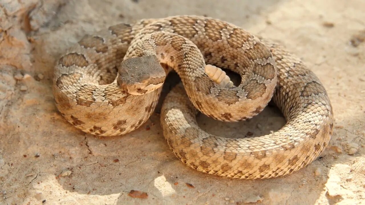 Great Basin rattlesnake ready to strike
