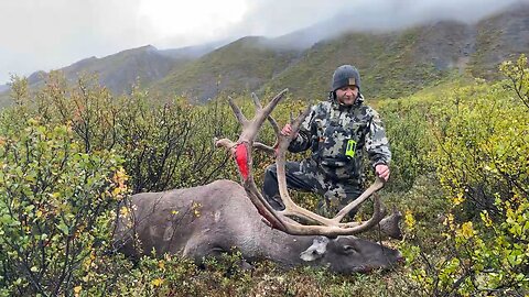 Cameron’s bull caribou