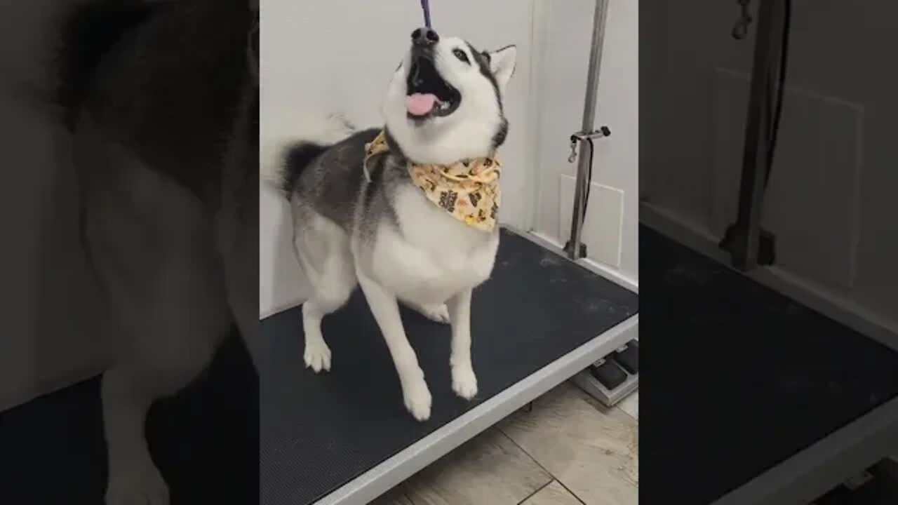 Friday wake up call when you're a groomer. #shorts #husky