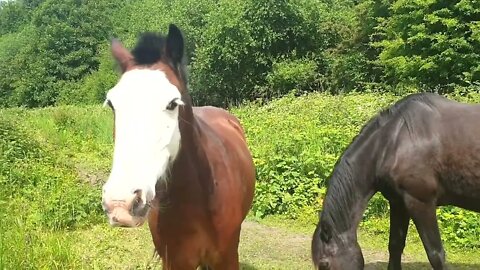 Friendly Horses