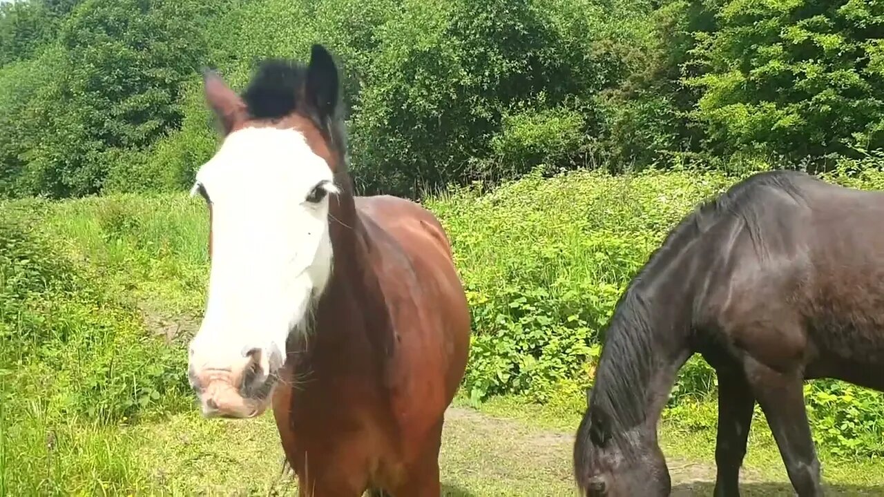 Friendly Horses