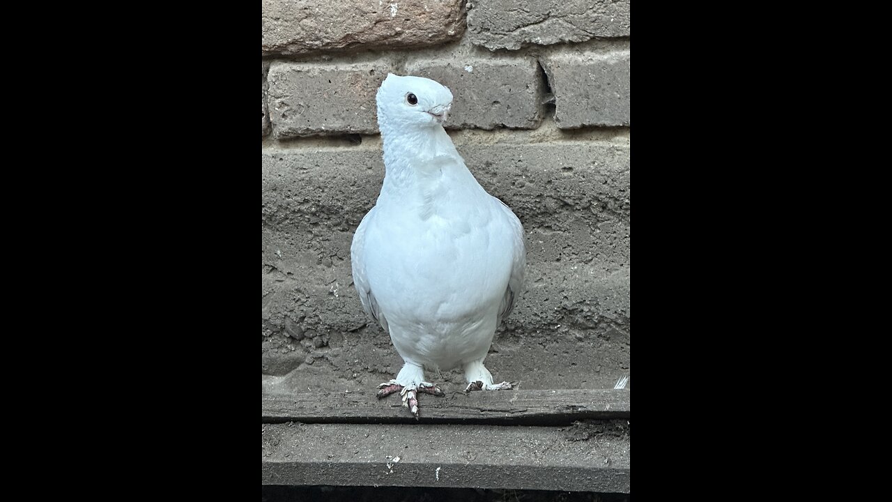 Pigeon food