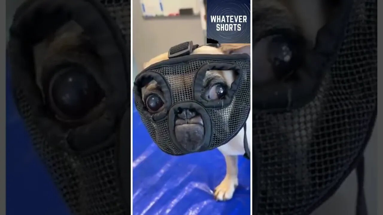 Dog Hannibal Lector #shorts #animals #dog #cute