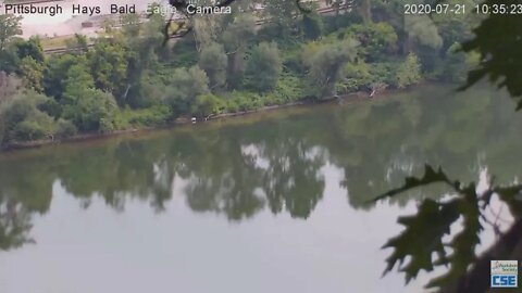 Hays Bald Eagle parent flyby down and upriver 2020 07 21 10 34 AM