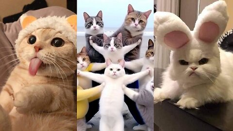 Daily dose of madness #day1 |funny and cute animal video