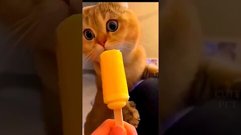 funny cute cat video 2024 please follow 🥰