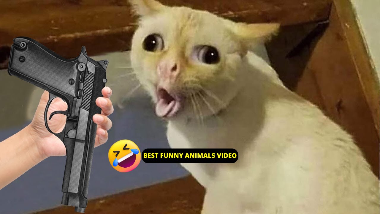 Super cute and funny animals | Best funny animals compilation, best funniest animals video