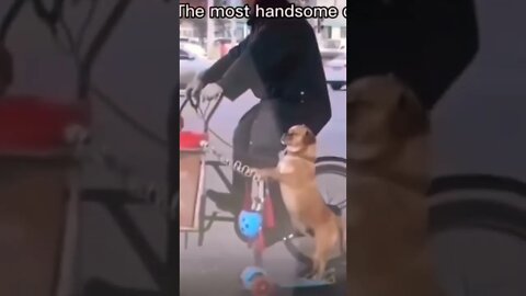 Funny doggo 👑 🥺❤️ please get this viral | #viral | #funnydogs | #trending | #shorts