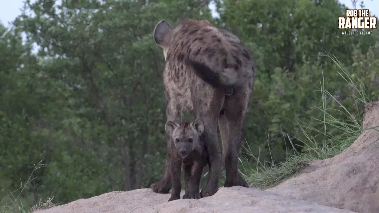 Watching Hyenas Again! Part 16