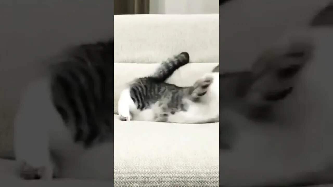 Cat Playing #shorts #reels #funny