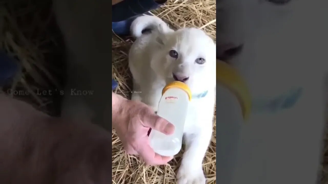 Feeding bottle for kitty lion 🦁😸