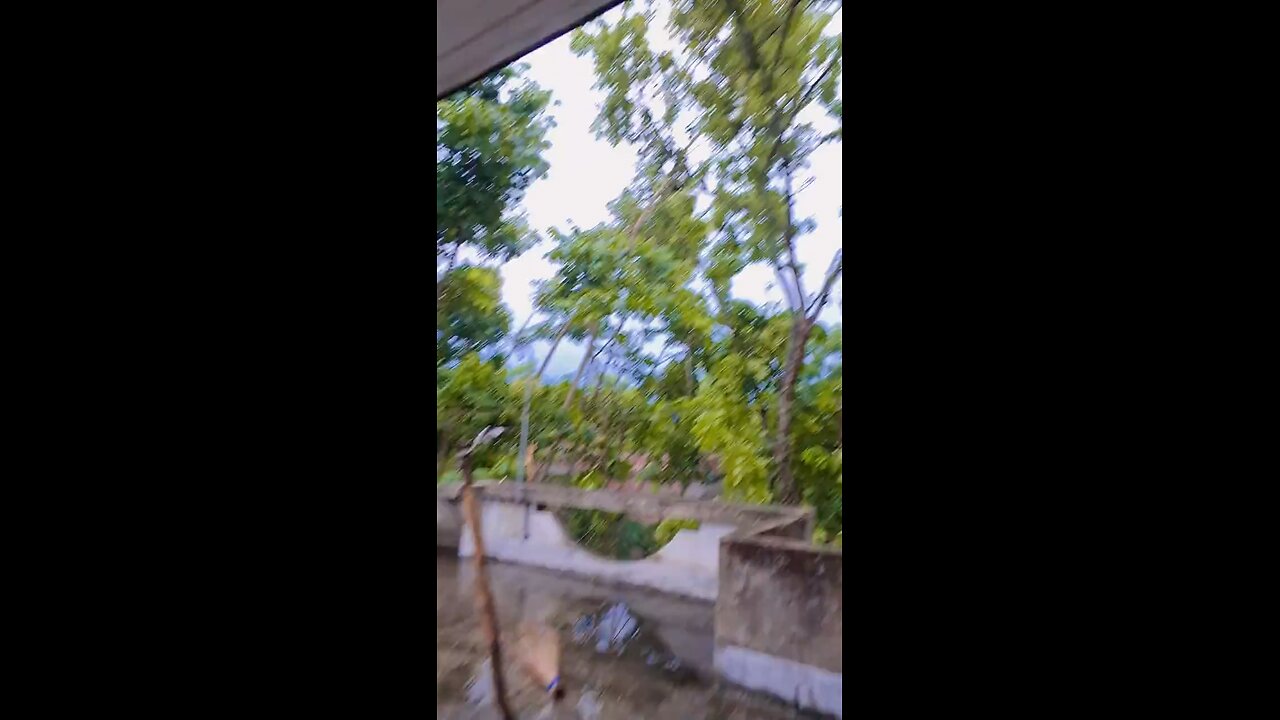 ঝড় কেমন হলো☘️🍀🌲🌳