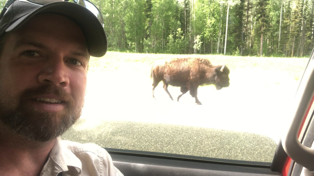 Wild Buffalo