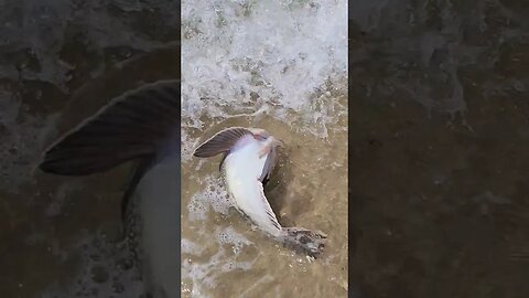 HUGE Star Gazer Fish at Jones Beach, New York