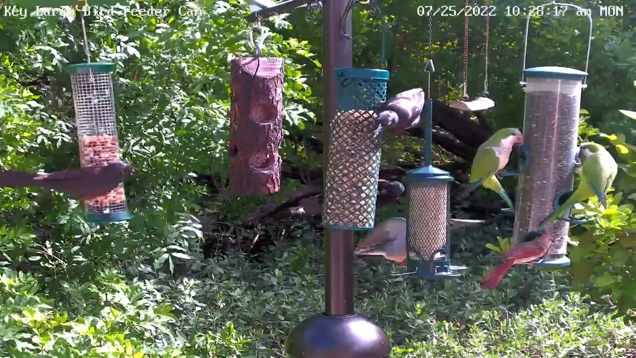 Parrots & Cardinal form a heart