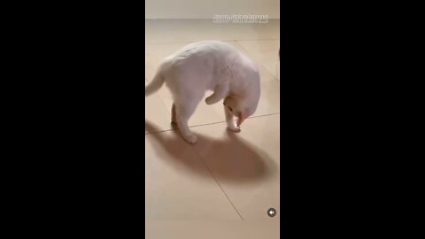 cat funny video