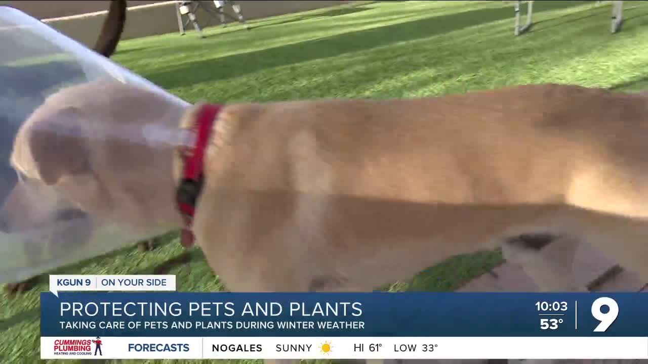 How to protect plants and pets during the incoming cold weather