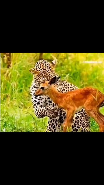 TIGER ATE DEER BABY,ATTACK,POOR DEER,VIRAL,TRENDING,