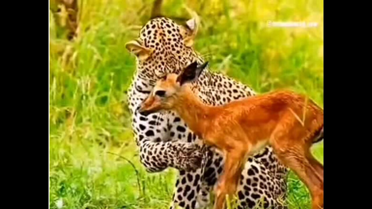 TIGER ATE DEER BABY,ATTACK,POOR DEER,VIRAL,TRENDING,