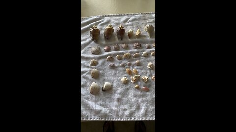 Beach Finds 7/31/2023 #Seashells #ParadiseCoast #CollierCounty #RosePetalTellin #MarcoIsland #4K