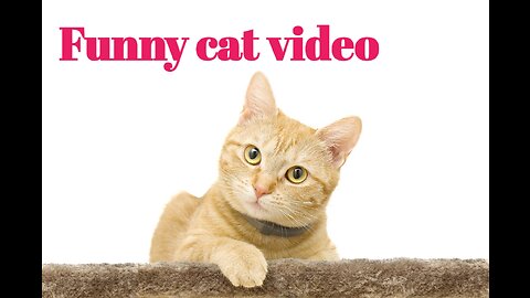 Funniest cat and dog video 2023 new animal lovers
