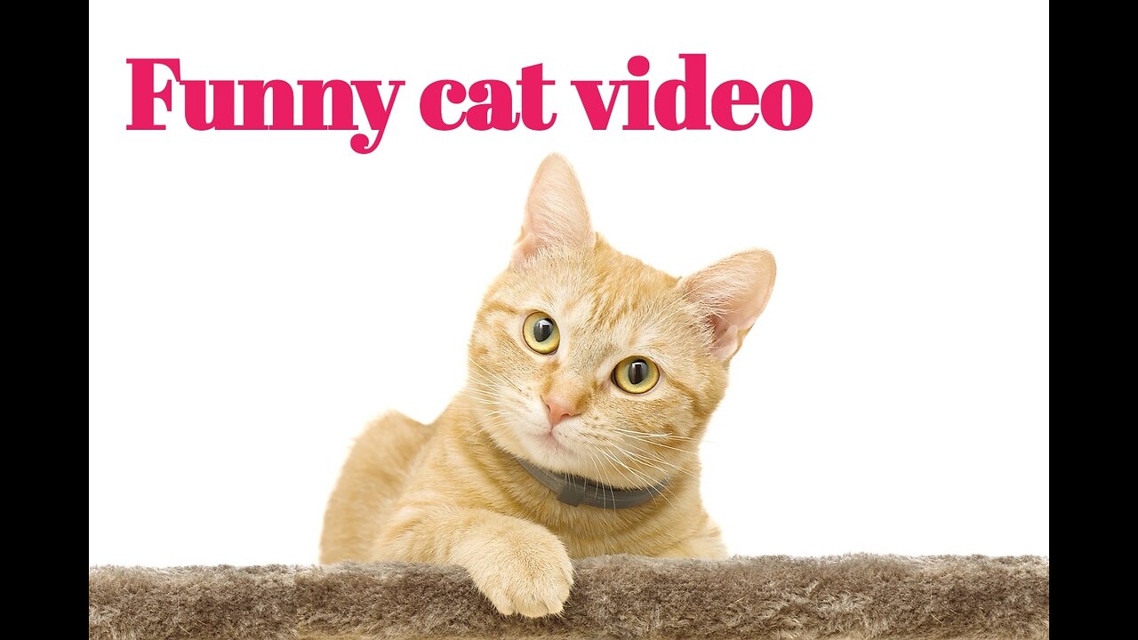 Funniest cat and dog video 2023 new animal lovers