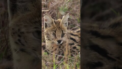 Savannah cat, Funny cute cats, #Shorts ,Funny Cute Pets Lovers
