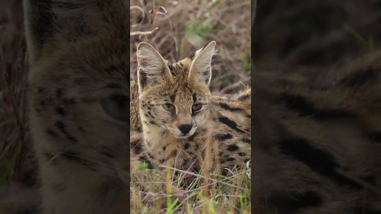 Savannah cat, Funny cute cats, #Shorts ,Funny Cute Pets Lovers