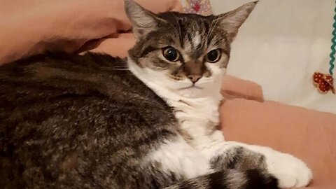 Funny animals - Funny cats dogs - Funny animal videos #