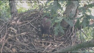 Hays Eagles Juvenile visits for nestovers 7.13.21 10:24AM