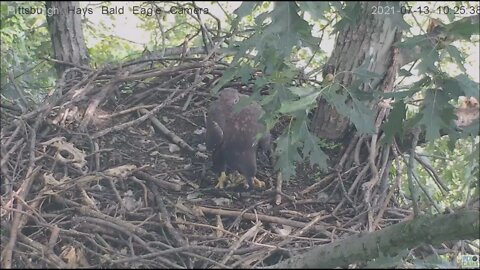 Hays Eagles Juvenile visits for nestovers 7.13.21 10:24AM