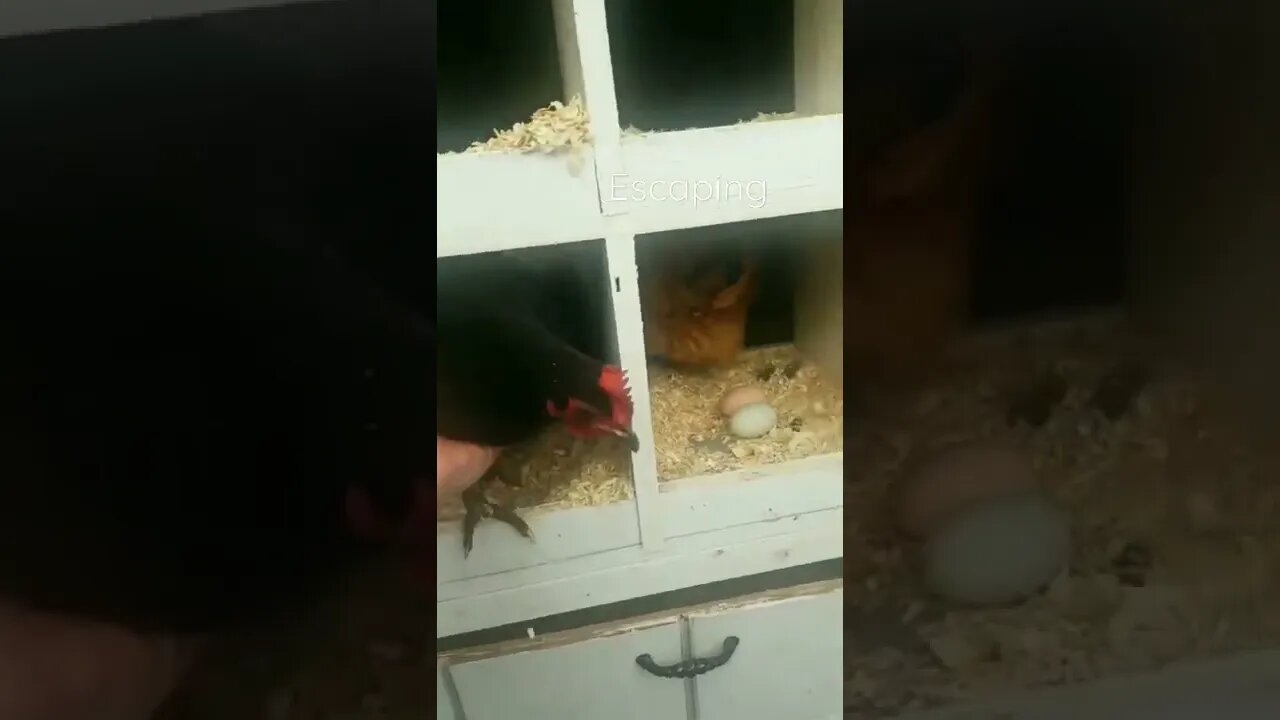 Ever wonder what it would be like collecting eggs from chickens?!? #shorts