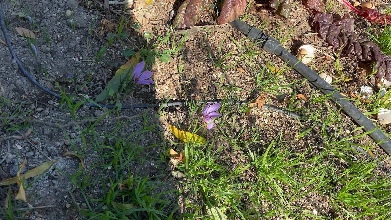 Saffron!! The world’s most expensive spice!! Crocus sativus.